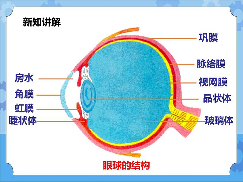 第3章第1课 眼与视觉第一课时（课件+教案+练习+视频）08