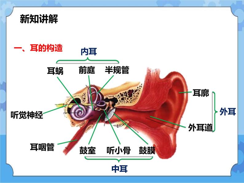 初中科学华师大版八年级下册2 耳与听觉获奖课件ppt-教习网|课件下载