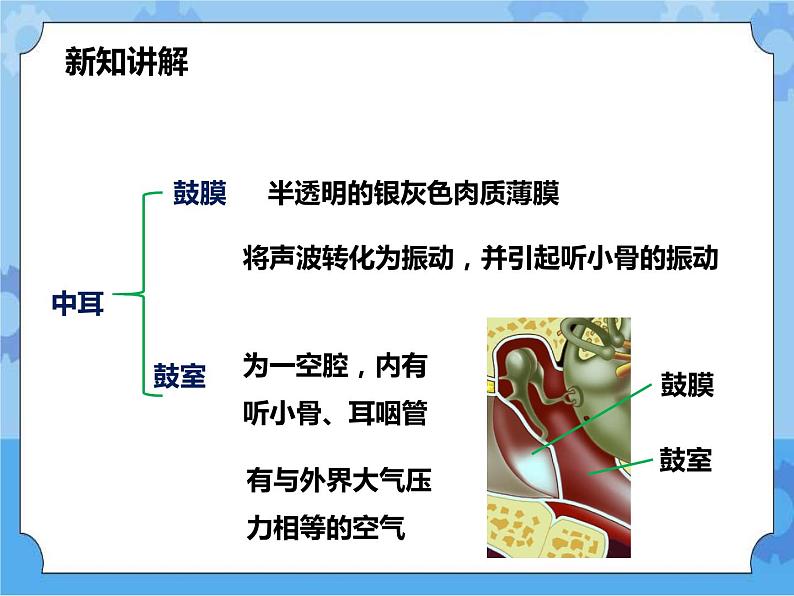 第3章第2节耳与听觉（课件+教案+练习+视频）07