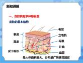 第3章第3节皮肤感觉（课件+教案+练习）