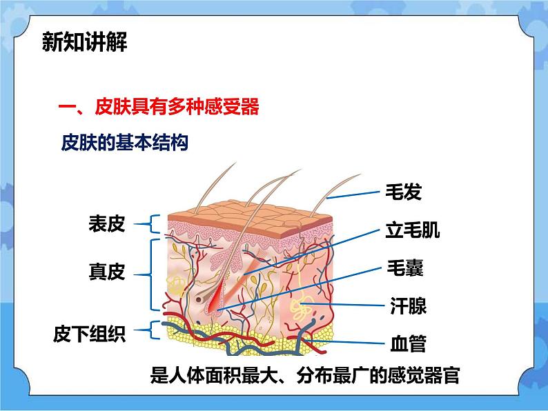 第3章第3节皮肤感觉（课件）第4页