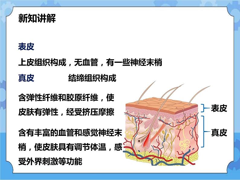 第3章第3节皮肤感觉（课件）第5页