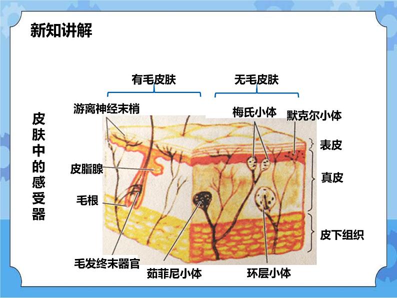 第3章第3节皮肤感觉（课件）第7页