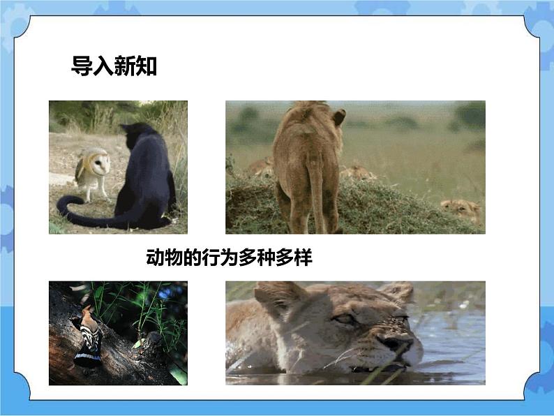 第7章第1节动物的行为 第2课时 （课件+教案+练习+视频）02