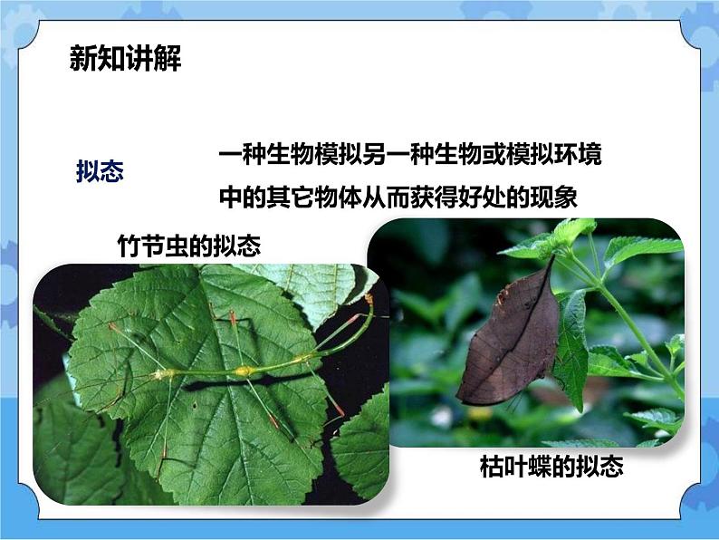 第7章第1节动物的行为 第2课时 （课件+教案+练习+视频）05