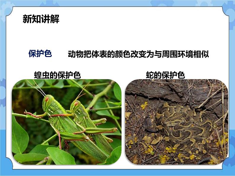 第7章第1节动物的行为 第2课时 （课件+教案+练习+视频）07