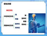 第7章第2节人体生命活动的神经调节 第1课时（课件+教案+练习+视频）