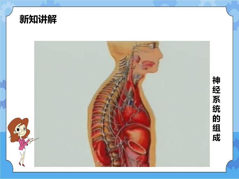 第7章第2节人体生命活动的神经调节 第1课时（课件+教案+练习+视频）04