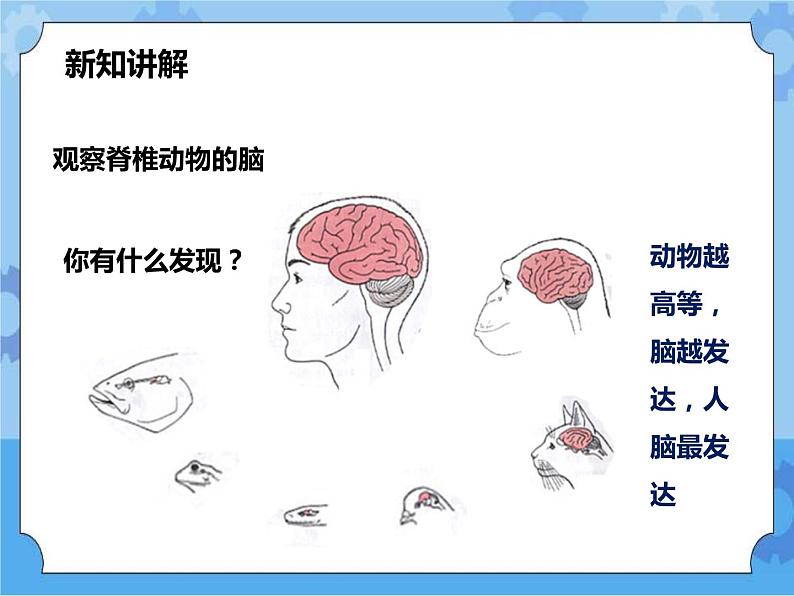 第7章第2节人体生命活动的神经调节 第1课时（课件+教案+练习+视频）05