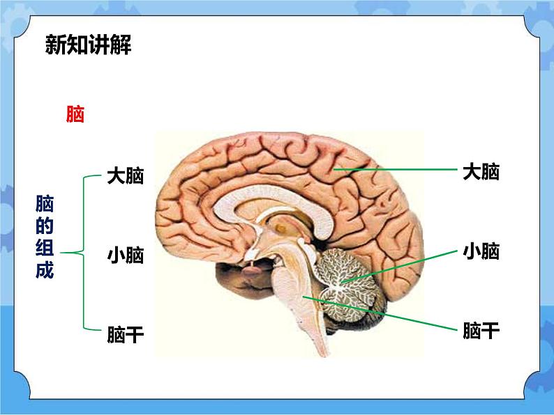 第7章第2节人体生命活动的神经调节 第1课时（课件+教案+练习+视频）06