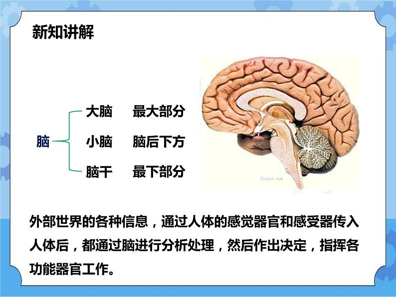 第7章第2节人体生命活动的神经调节 第1课时（课件+教案+练习+视频）07
