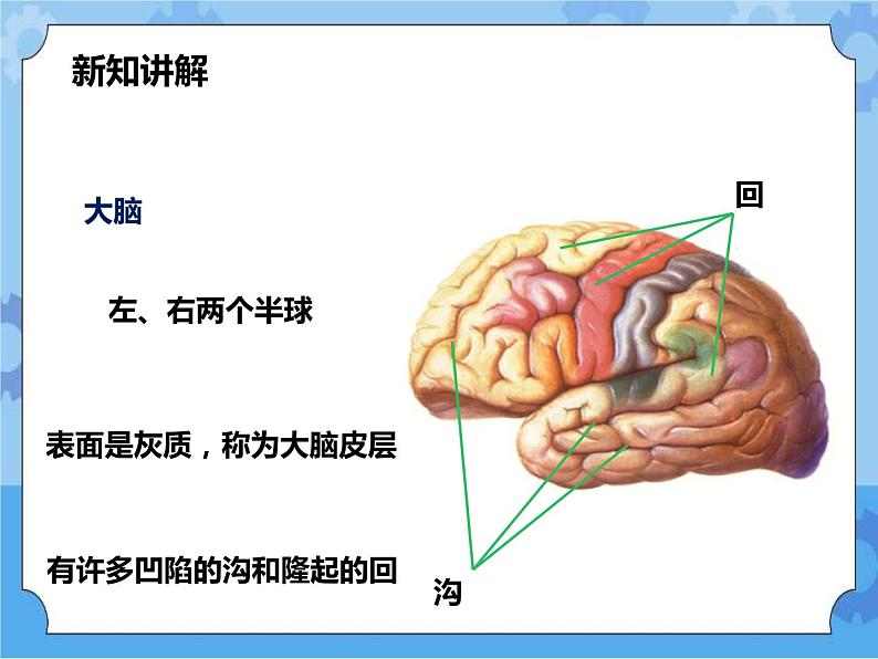 第7章第2节人体生命活动的神经调节 第1课时（课件+教案+练习+视频）08