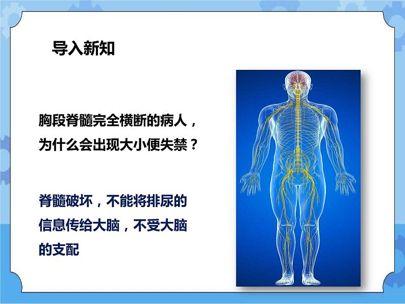 第7章第2节人体生命活动的神经调节 第2课时（课件）第2页