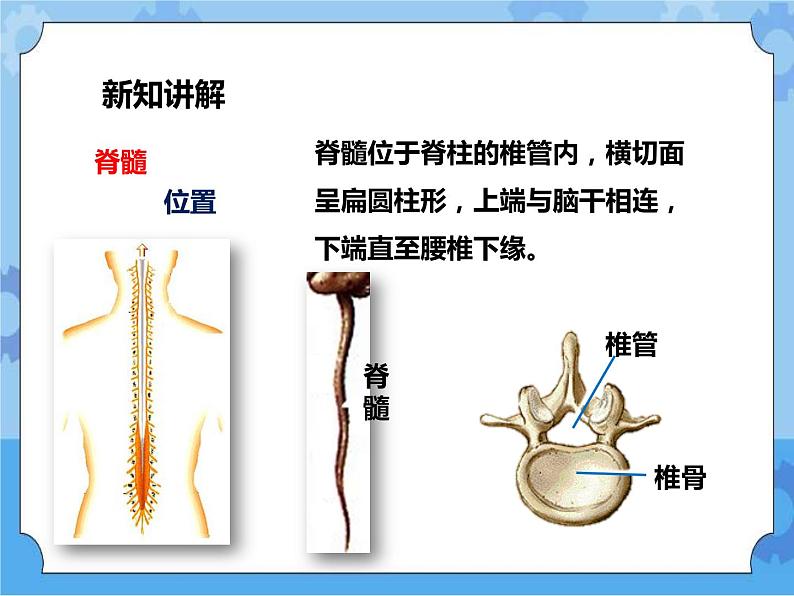 第7章第2节人体生命活动的神经调节 第2课时（课件）第6页