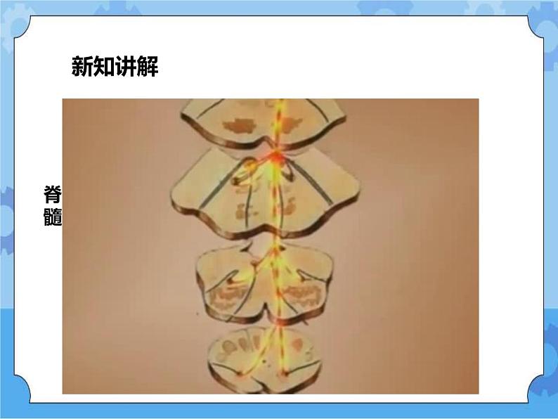 第7章第2节人体生命活动的神经调节 第2课时（课件）第7页