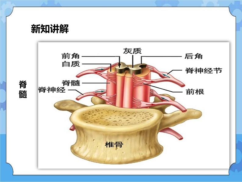 第7章第2节人体生命活动的神经调节 第2课时（课件）第8页