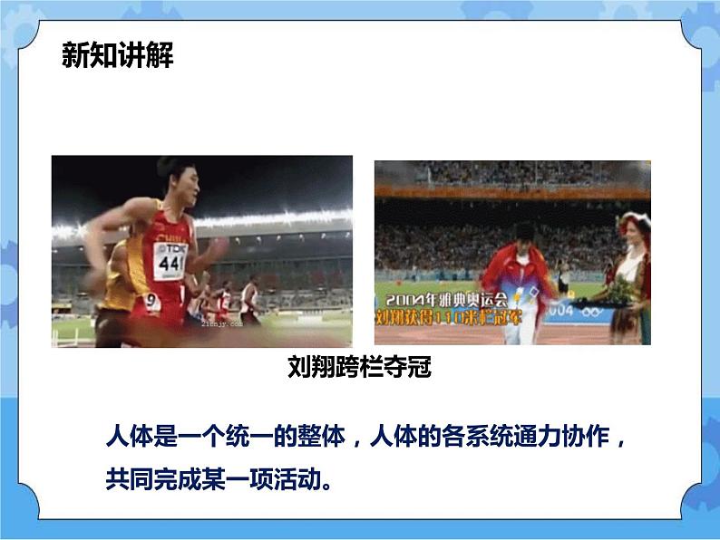 第7章第4节人体是一个统一的整体（课件+教案+练习+视频）03