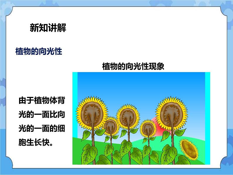 第7章第5节植物生命活动的调节（课件+教案+练习+视频）07