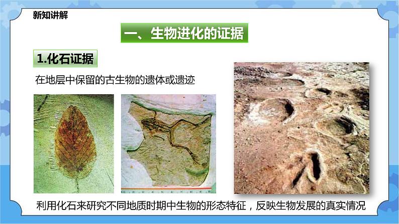 2.3.1生物进化（课件+教案+导学案）03