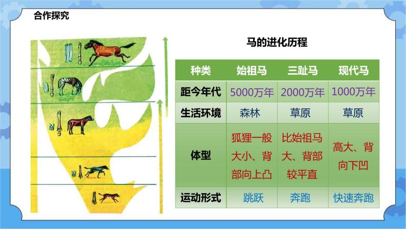 2.3.1生物进化（课件+教案+导学案）04