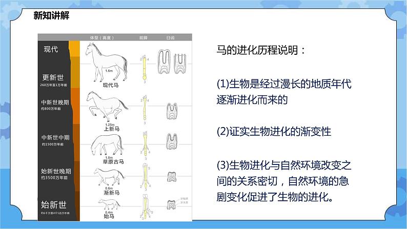 2.3.1生物进化（课件+教案+导学案）05