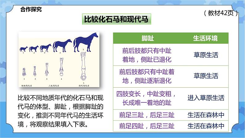 2.3.1生物进化（课件+教案+导学案）06