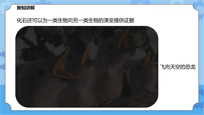 2.3.1生物进化（课件+教案+导学案）07