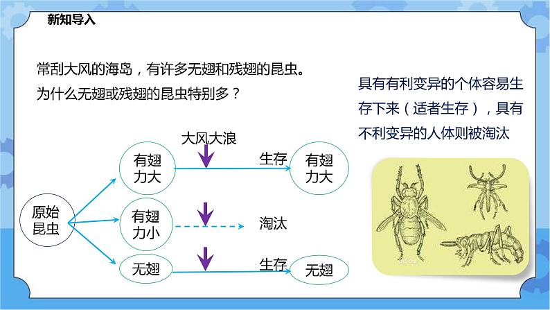 2.3.2生物进化（课件+教案+导学案）02