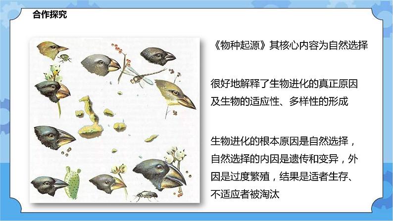 2.3.2生物进化（课件+教案+导学案）04