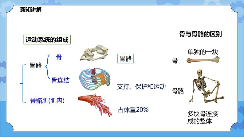 4.2.1运动与健康（课件+教案+导学案）03