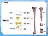 4.2.1运动与健康（课件+教案+导学案）