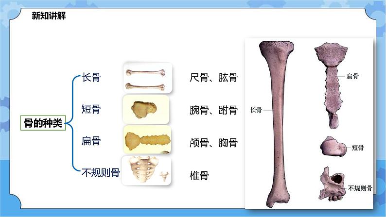 4.2.1运动与健康（课件+教案+导学案）04