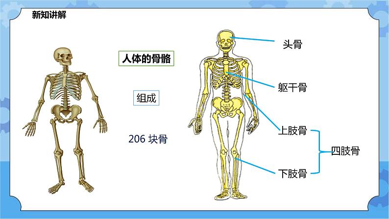 4.2.1运动与健康（课件+教案+导学案）06