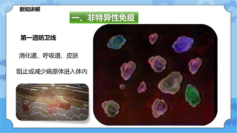 4.3.1免疫与健（课件+教案+导学案）04