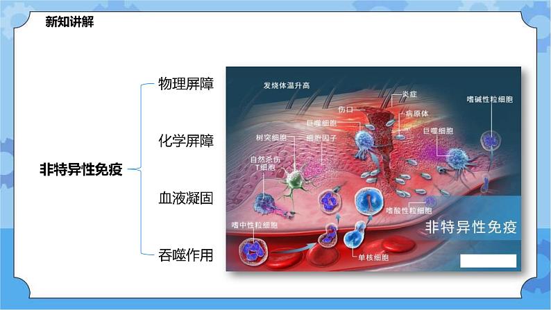 4.3.1免疫与健（课件+教案+导学案）05