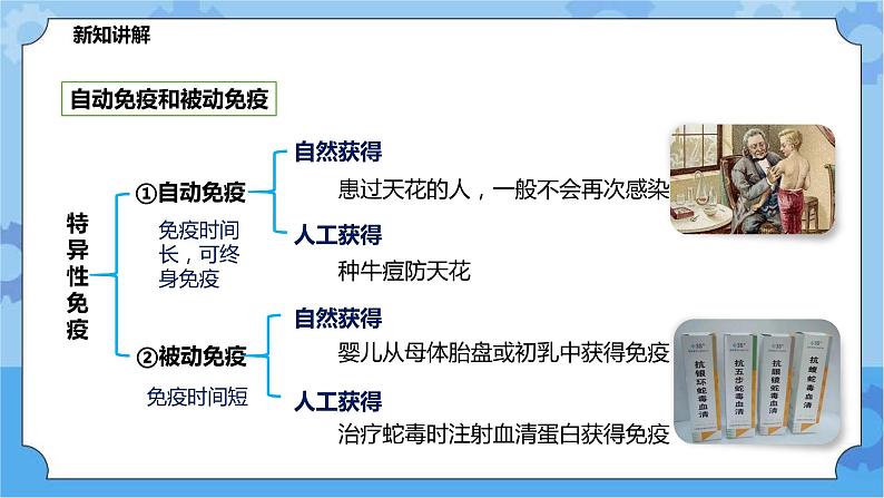 4.3.2免疫与健康（课件+教案+导学案）04