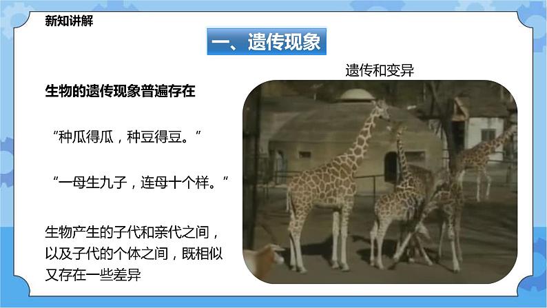 5.1.1生物的遗传（课件+教案+导学案）03