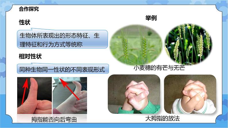 5.1.1生物的遗传（课件+教案+导学案）05