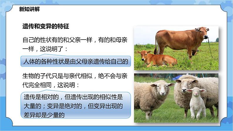 5.1.1生物的遗传（课件+教案+导学案）08