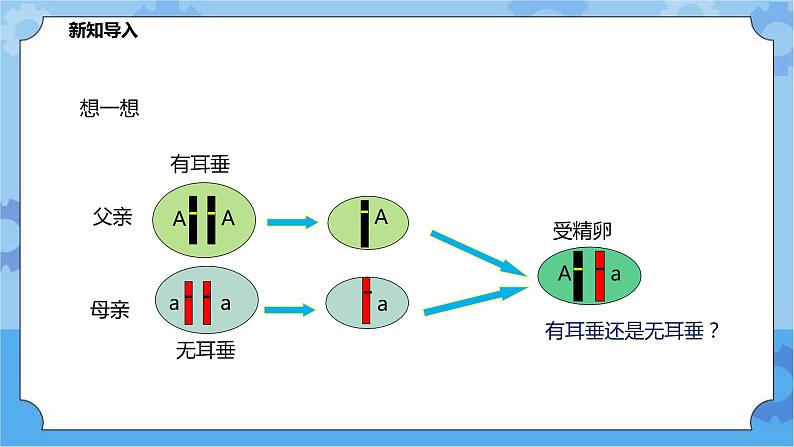 5.1.2《生物的遗传》（课件+教案+导学案）02