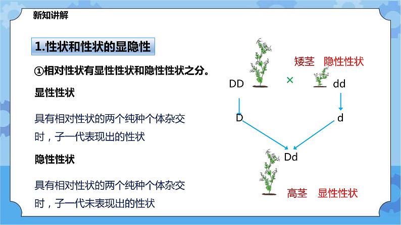 5.1.2《生物的遗传》（课件+教案+导学案）04