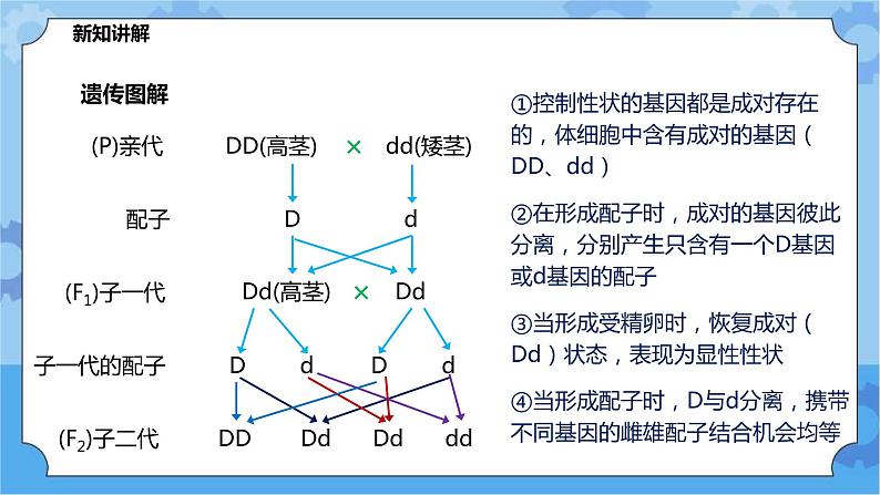 5.1.2《生物的遗传》（课件+教案+导学案）08