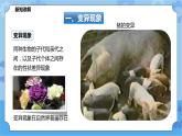 5.2.1生物的变异（课件+教案+导学案）