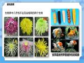 5.2.1生物的变异（课件+教案+导学案）