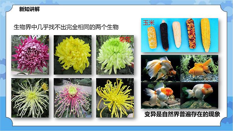 5.2.1生物的变异（课件+教案+导学案）05