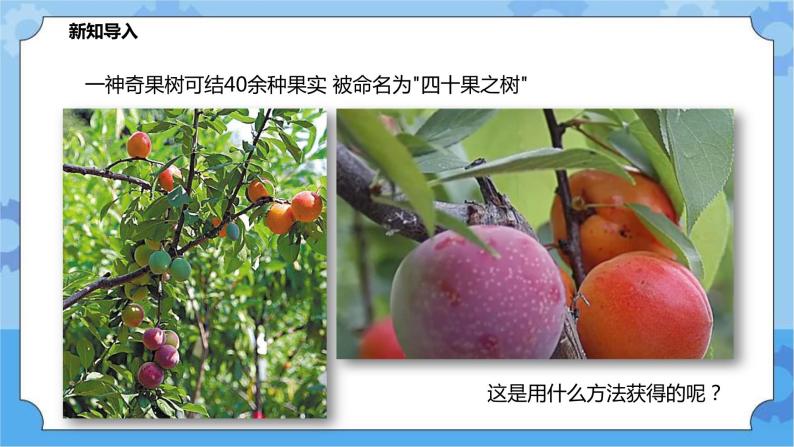 5.2.2生物的变异（课件+教案+导学案）02