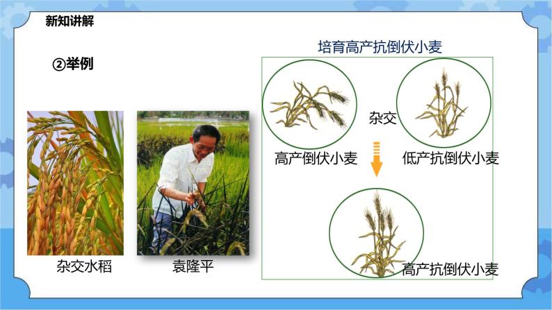 5.2.2生物的变异（课件+教案+导学案）08