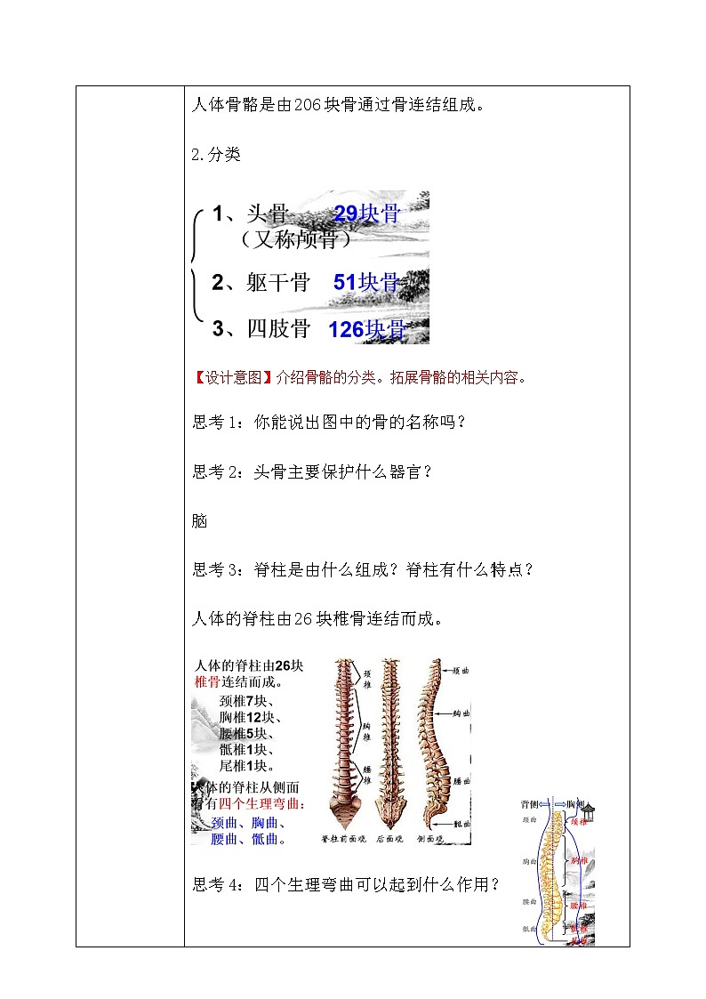《3.5 人的运动系统和保健（第1课时）》课件+教案+练习03