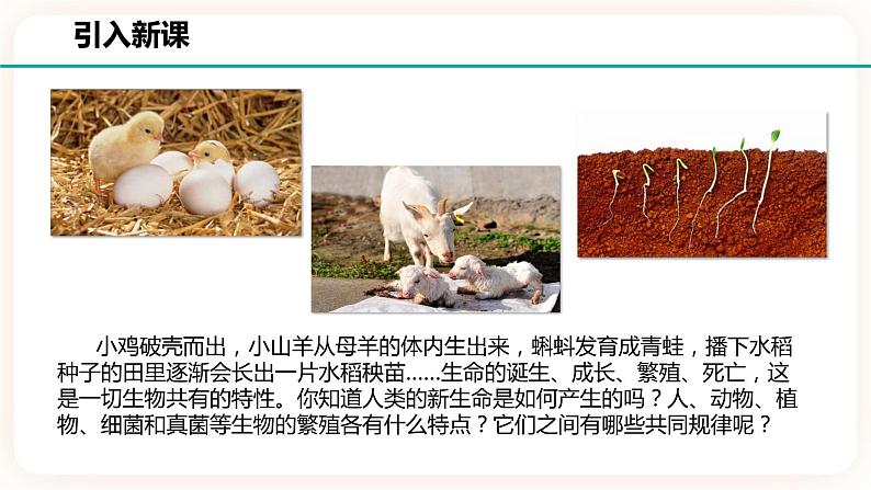 1.1新生命的诞生第2页