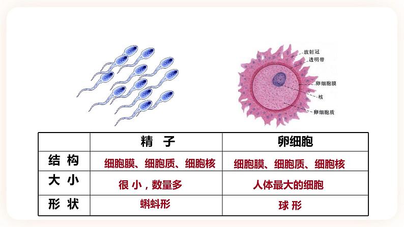 1.1新生命的诞生第6页